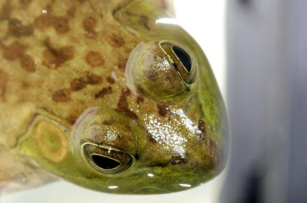 水のウシガエルの目 — ストック写真