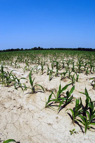 Condiciones de sequía en campo de maíz de Illinois —  Fotos de Stock