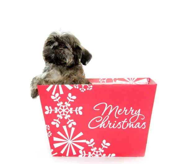 Shih Tzu cachorro en caja de Navidad — Foto de Stock