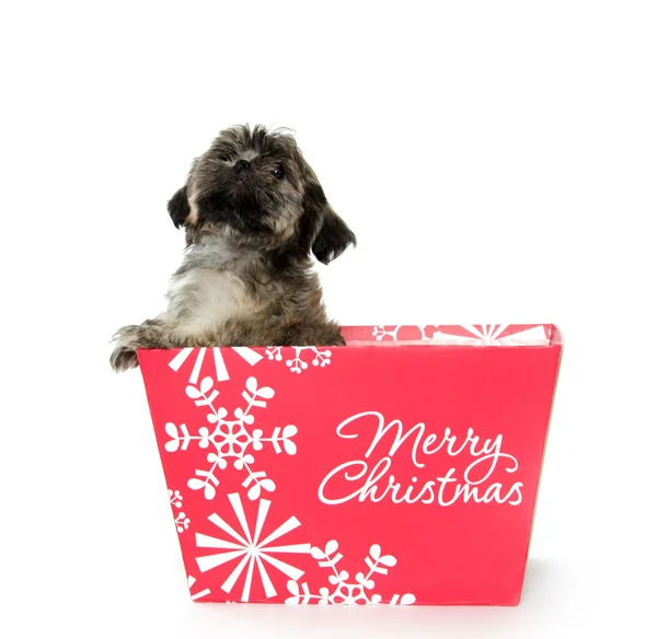 Shih Tzu cachorro en caja de Navidad — Foto de Stock