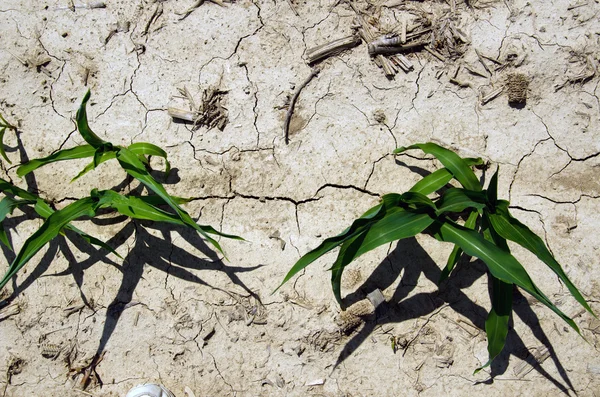 Drought conditions in Illinois corn field — Stock Photo, Image