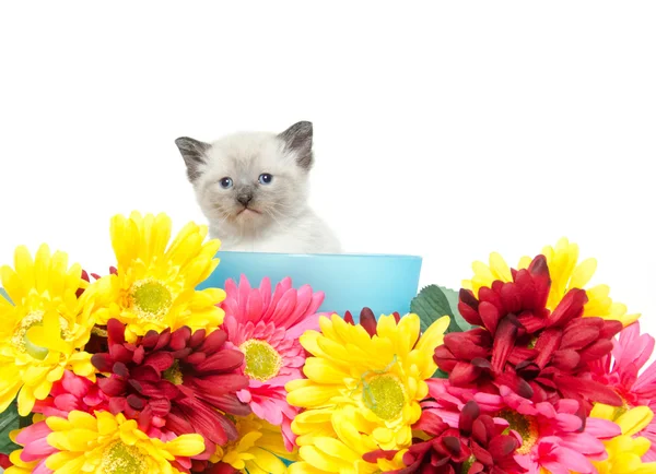 Cute kitten iand flowers — Stock Photo, Image