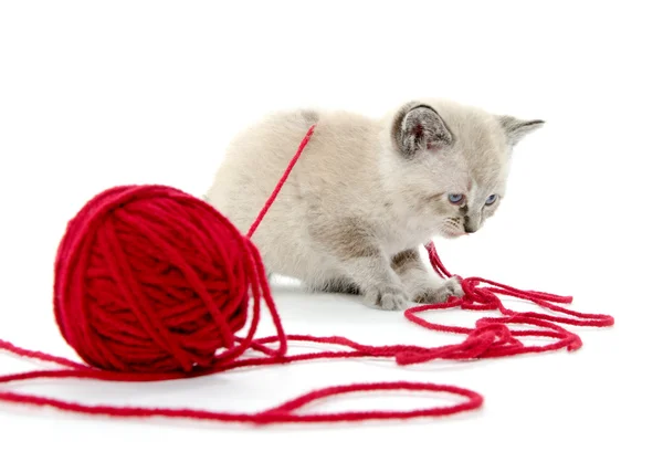 Cute kitten and red yarn — Stock Photo, Image