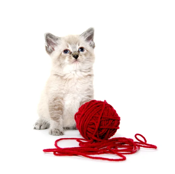 Lindo gatito e hilo rojo —  Fotos de Stock