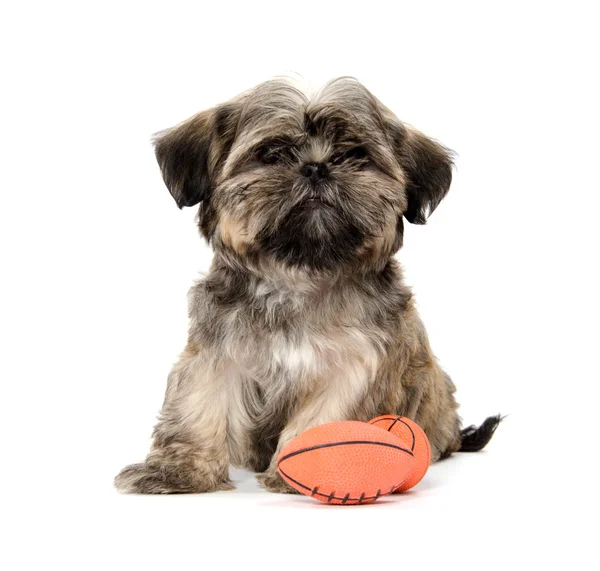 Shih Tzu puppy with a toy — Stock Photo, Image