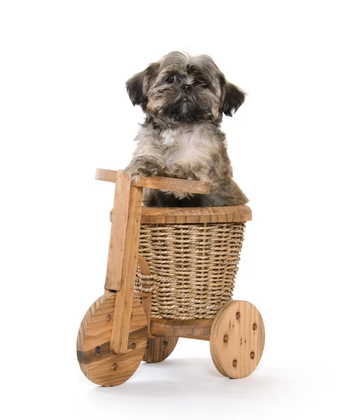 Shih Tzu und hölzernes Trike — Stockfoto