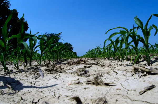 Conditions de sécheresse dans le champ de maïs Illinois — Photo