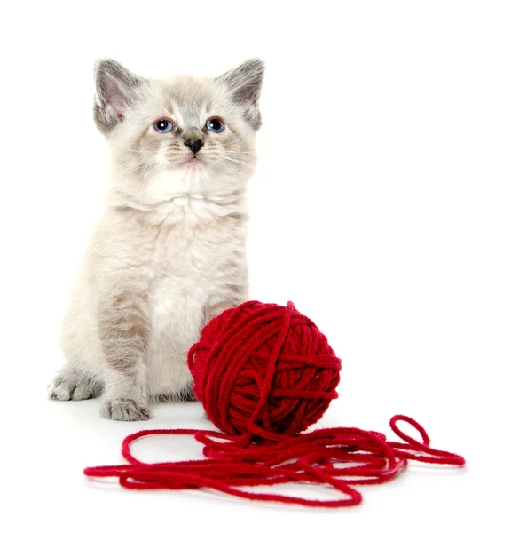 Aranyos cica és piros fonal — Stock Fotó