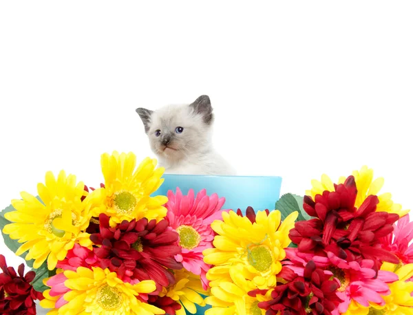 Şirin kedi yavrusu toprak çiçekler — Stok fotoğraf