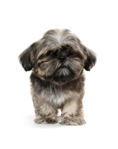 Cãozinho Shih Tzu — Fotografia de Stock