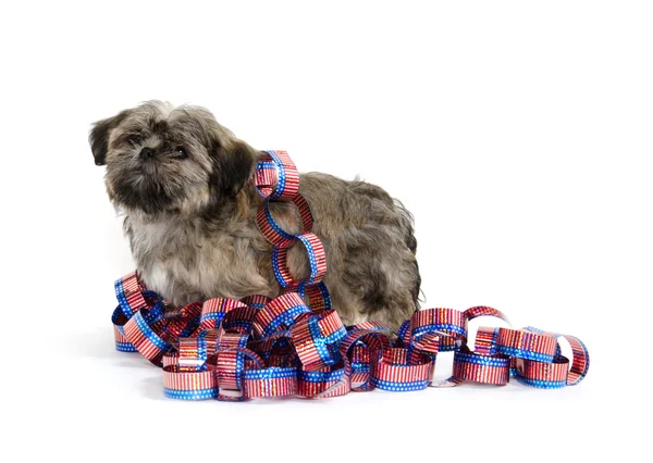 Shih tzu und vierter Juli Deokationen — Stockfoto