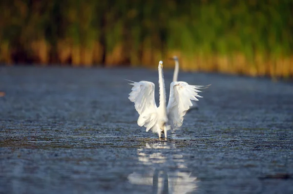 Volavka bílá v florida marsh — Stock fotografie