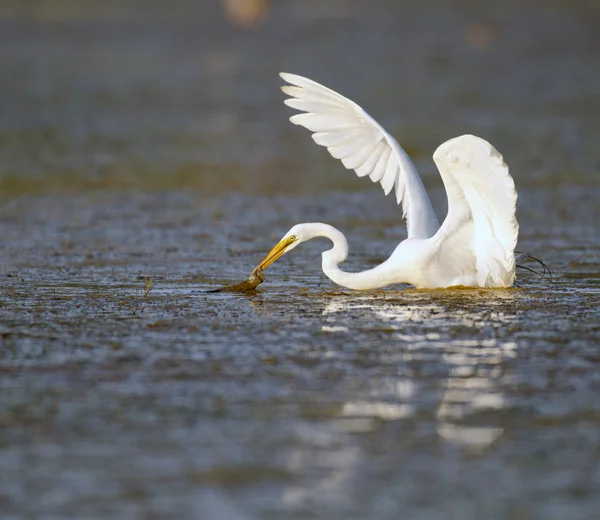 Great egret in Florida marsh — Stock Photo, Image