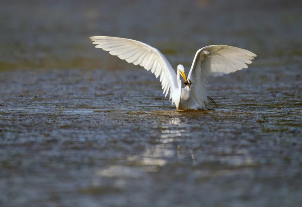 Grande egret no pântano da Flórida — Fotografia de Stock
