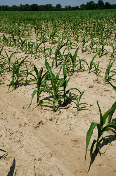 在伊利诺伊州玉米田的干旱条件 — 图库照片