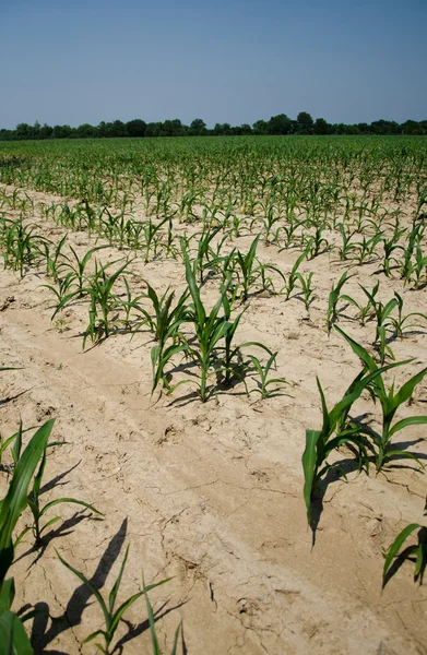 Dürrebedingungen im Maisfeld von Illinois — Stockfoto