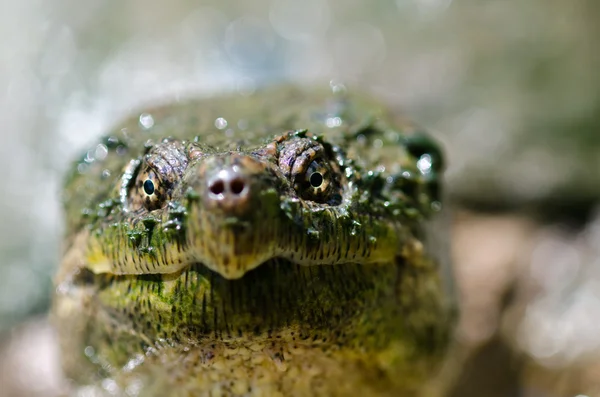 常见的鳄龟 — 图库照片