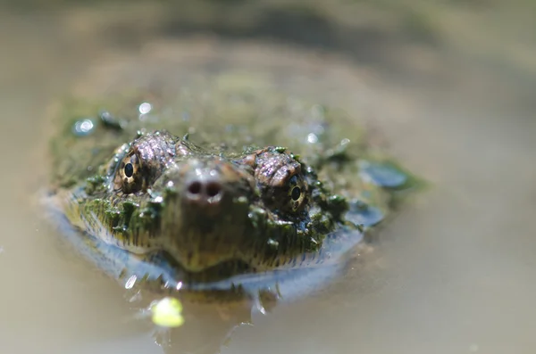 Common snapping turtle — Stock Photo, Image