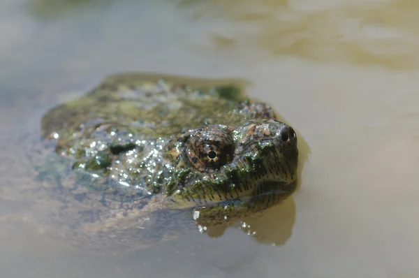 Schnappschildkröte — Stockfoto