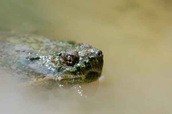 Common snapping turtle — Stock Photo, Image