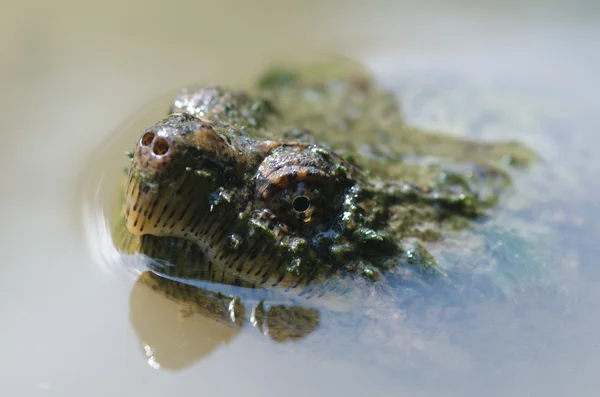 Common snapping turtle — Stock Photo, Image