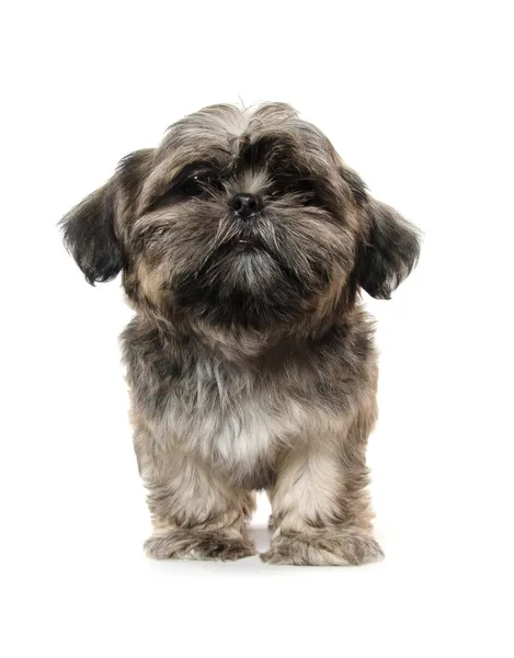 Shih Tzu puppy — Stock Photo, Image