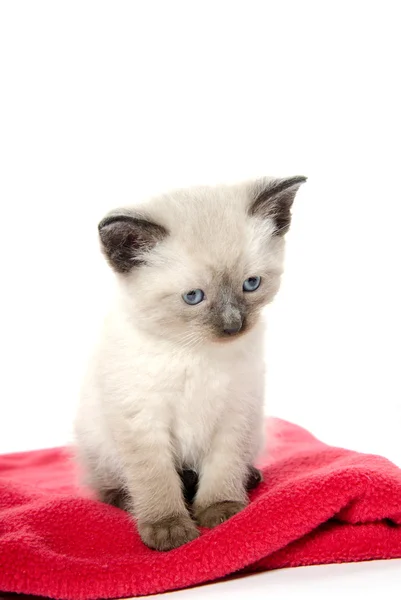 Şirin Bebek kedi üzerinde kırmızı battaniye — Stok fotoğraf