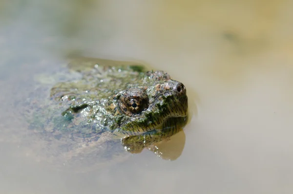 Κοινή σπάζοντας απότομα χελώνα — Φωτογραφία Αρχείου