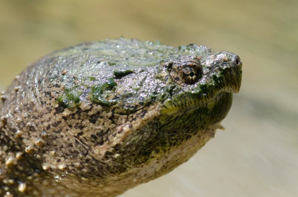 Common snapping turtle — Stock Photo, Image