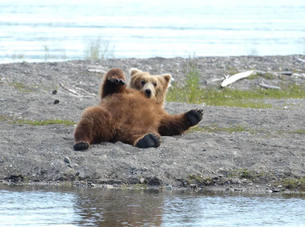 Alaskan brown bear resting — Stock Photo, Image