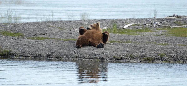 Alaskan brown bear resting — Stock Photo, Image