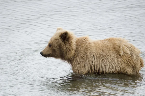 Fiatal alaszkai barna medve — Stock Fotó