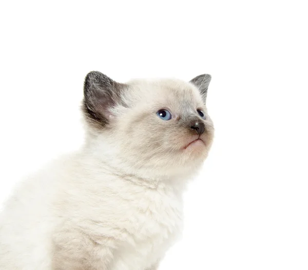 白地にかわいい子猫 — ストック写真