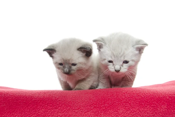 To søte kattunger – stockfoto