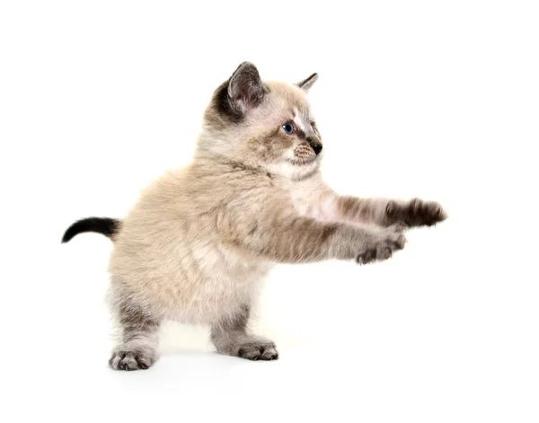 Oynayan bebek kedi yavrusu — Stok fotoğraf