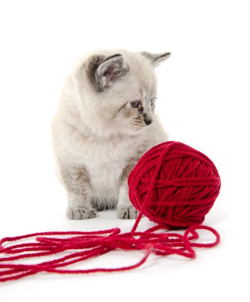 Симпатичный котёнок и красная пряжа — стоковое фото