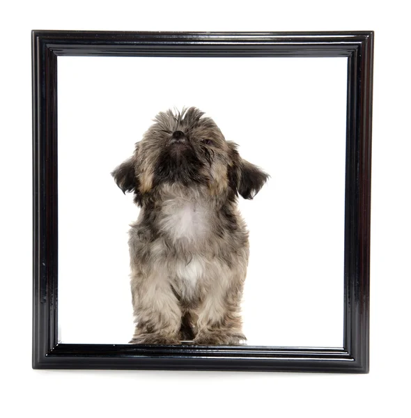 Shih tzu puppy in picture frame — Stock Photo, Image