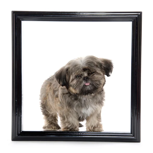 Shih tzu cachorro no quadro de imagem — Fotografia de Stock