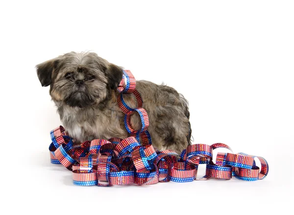 Shih tzu i czwartego lipca deocations — Zdjęcie stockowe