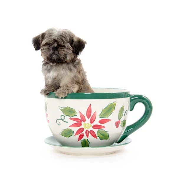 Puppy in teapot — Stock Photo, Image