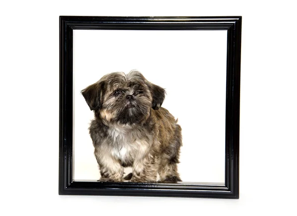 Shih tzu puppy in picture frame — Stock Photo, Image