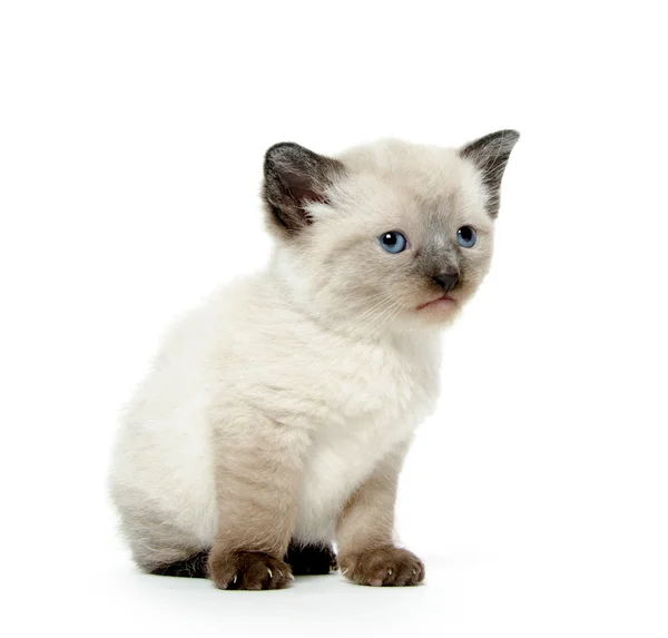 Carino gattino su bianco — Foto Stock