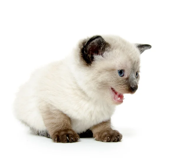 Lindo bebé gatito llorando —  Fotos de Stock