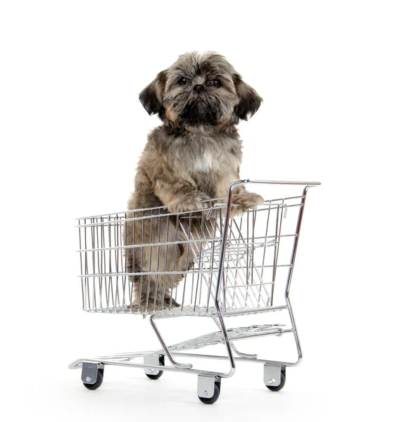 shih tzu puppy alışveriş kartı