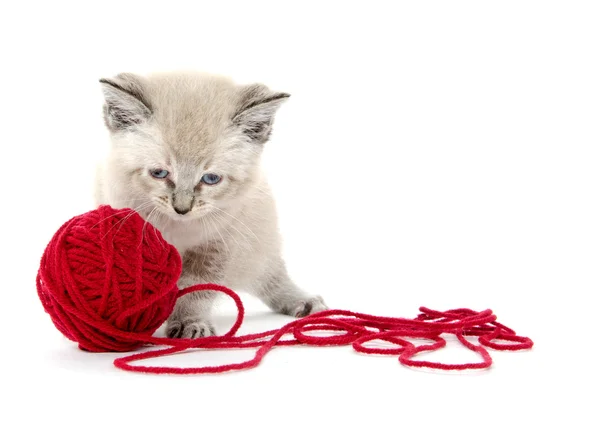 Cute kitten and red yarn — Stock Photo, Image