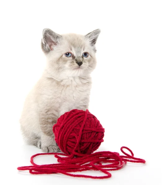 Cute kitten and red yarn — Stock Photo, Image