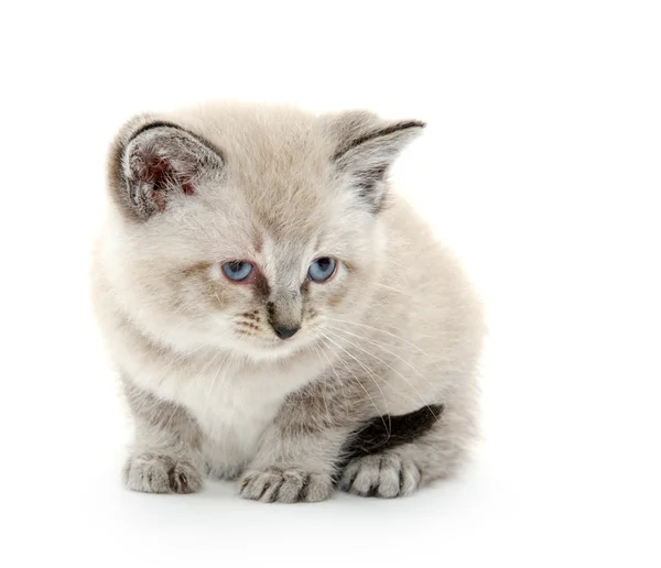 Carino gattino su bianco — Foto Stock