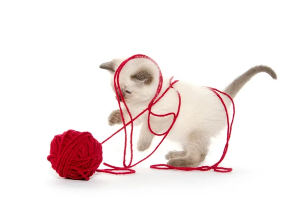 Cute kitten playing with red yarn — Stock Photo, Image