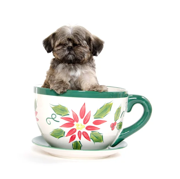 Puppy in teapot — Stock Photo, Image