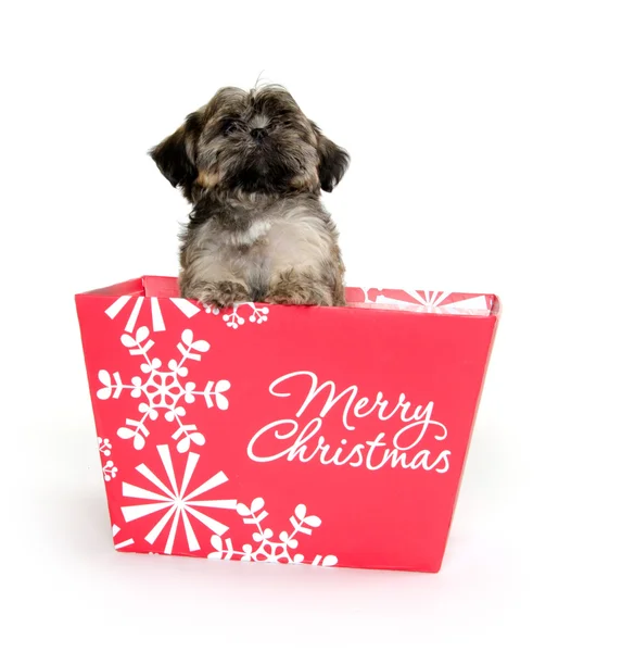 Shih Tzu cachorro en caja de Navidad — Foto de Stock